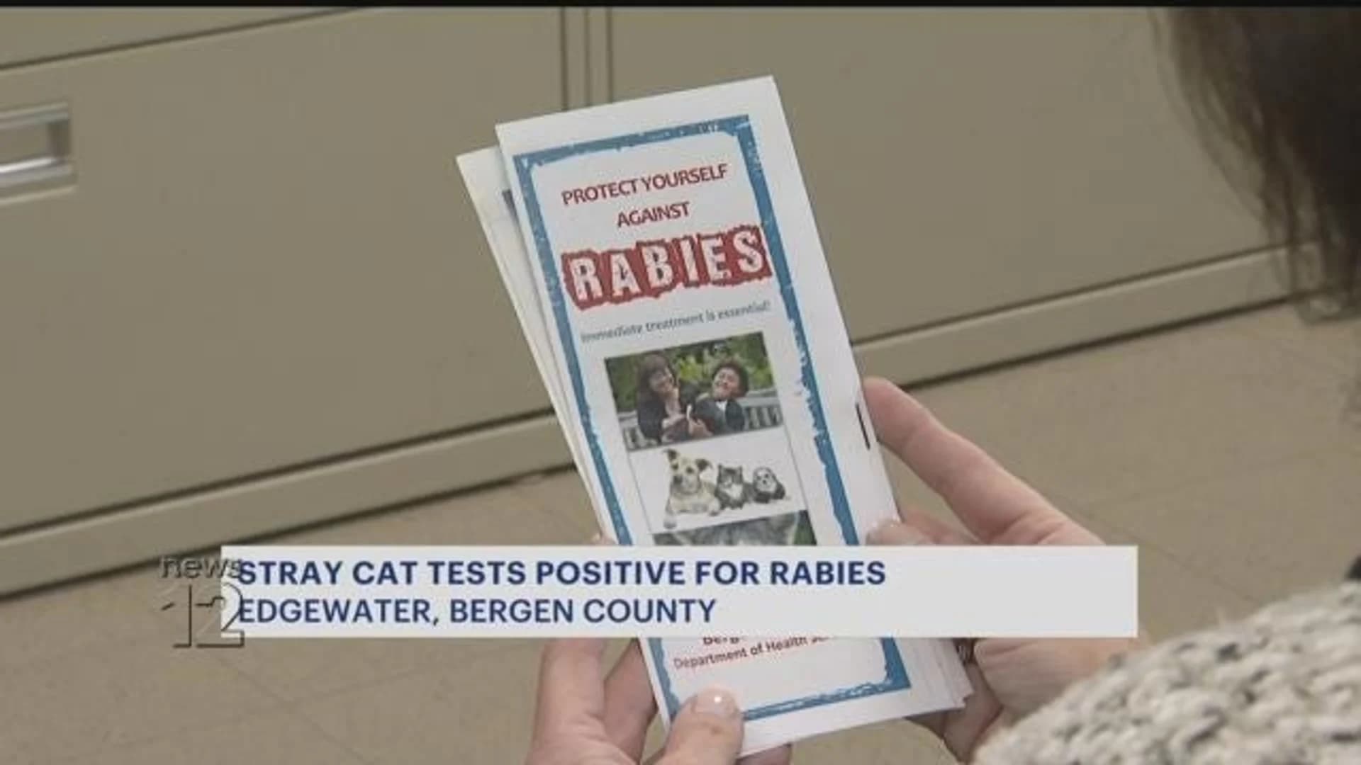 Bergen County officials warn of separate incidents involving rabid cat, raccoon