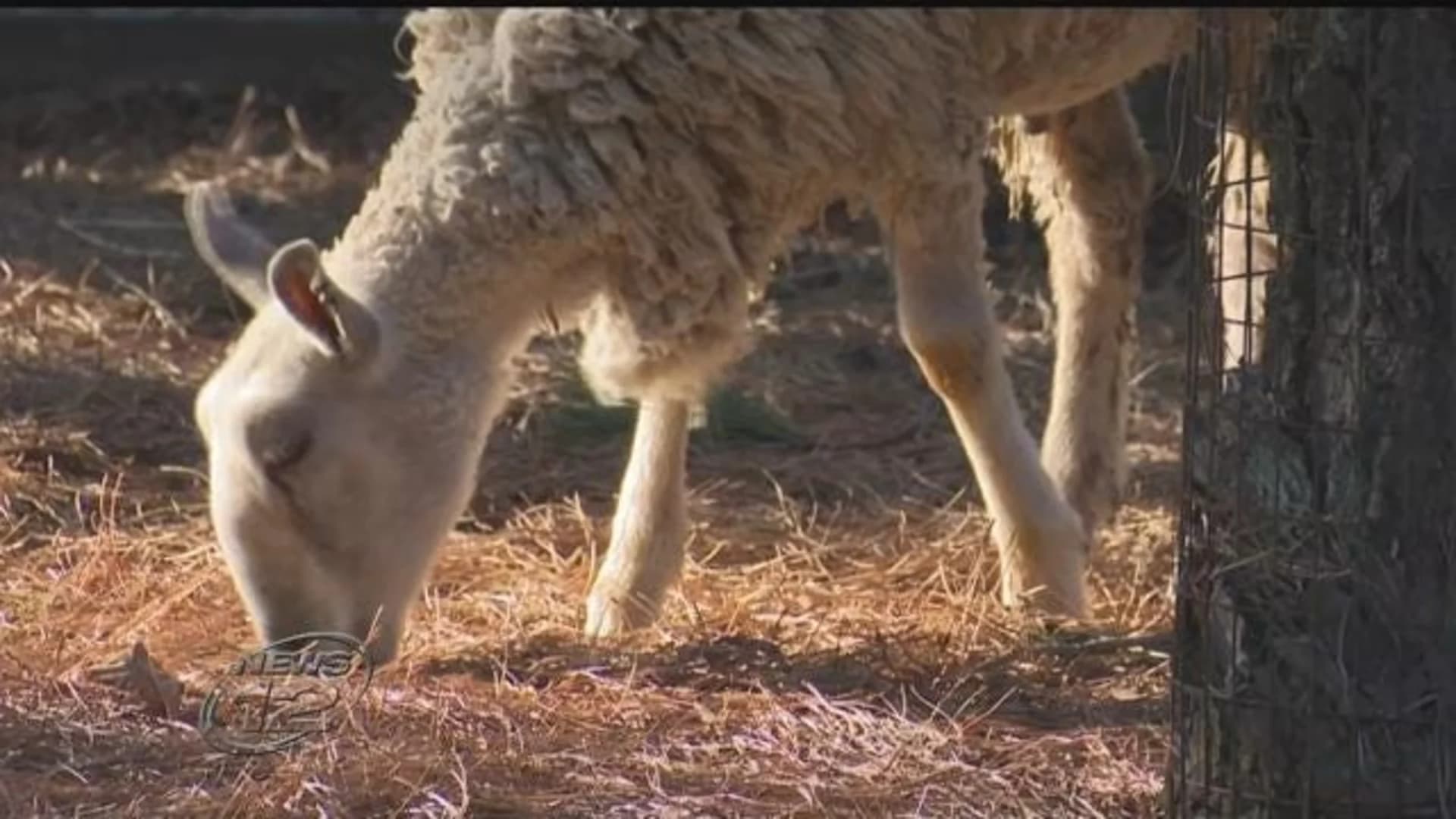 Rescued sacrificial sheep finds new home at Popcorn Park Zoo