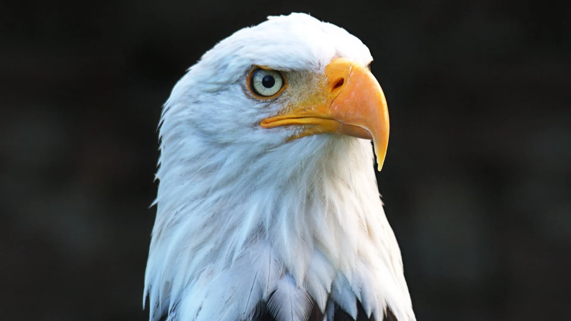 New Jersey plans to drop the bald eagle from its endangered species list