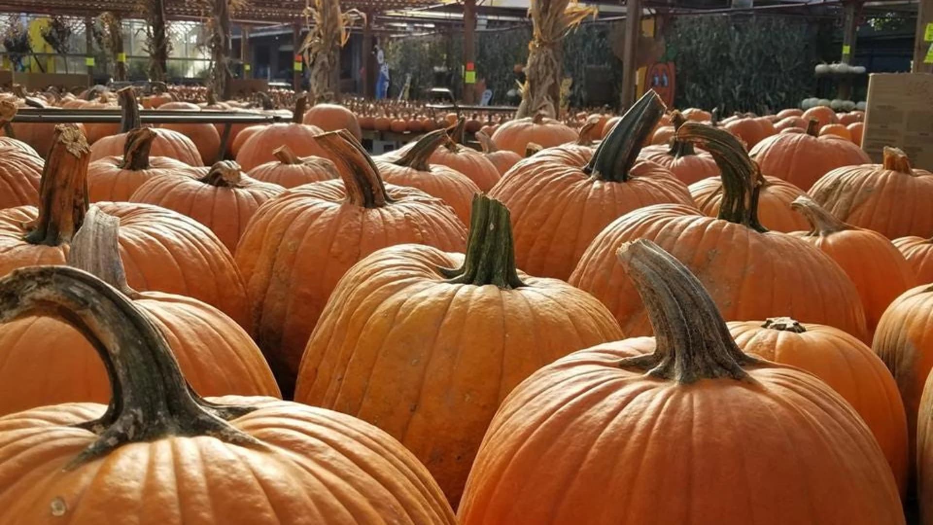 Guide: Where to go pumpkin picking on Long Island