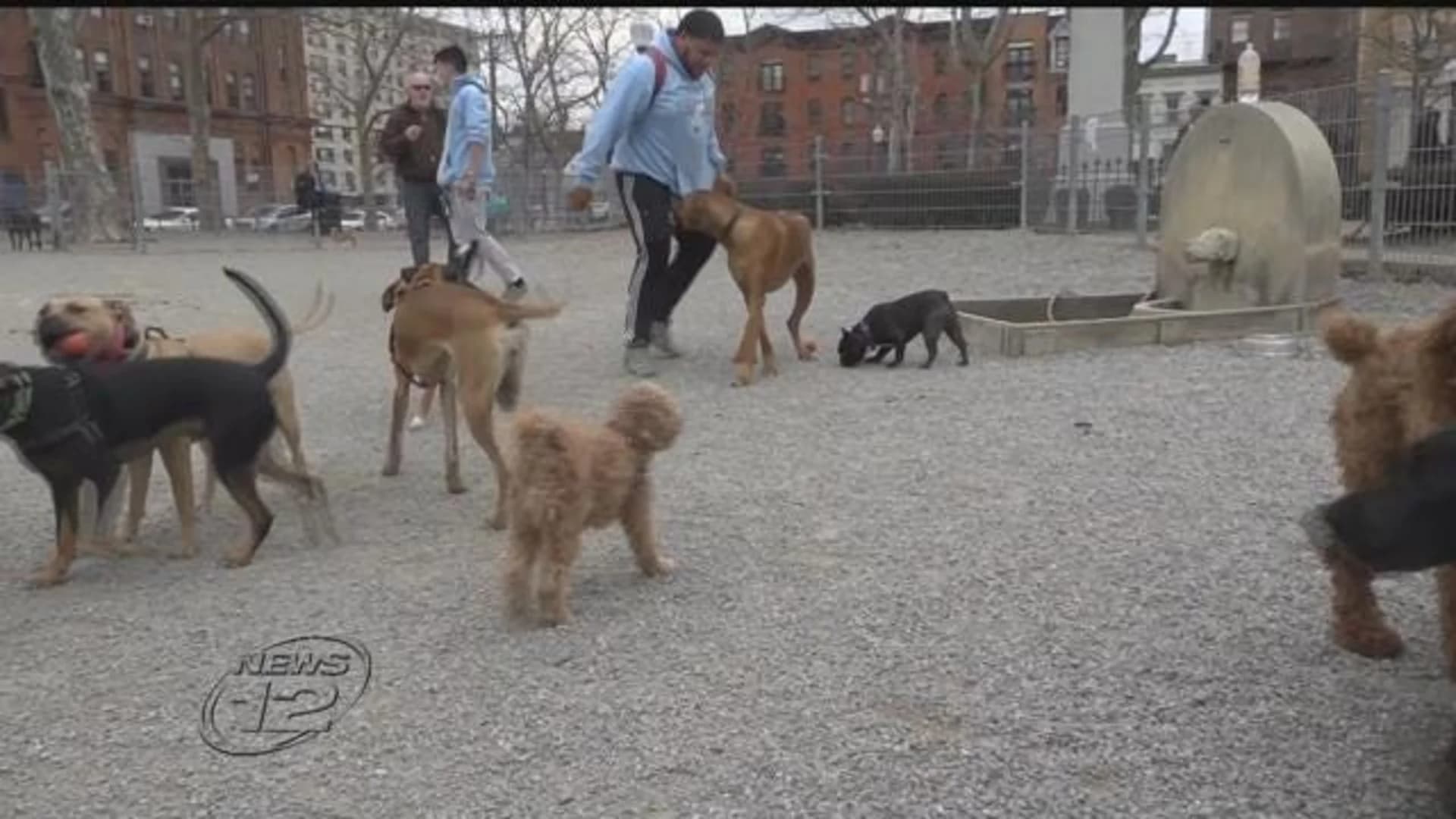 ‘Pooped out’: Hoboken residents are tired of pet owners not cleaning up