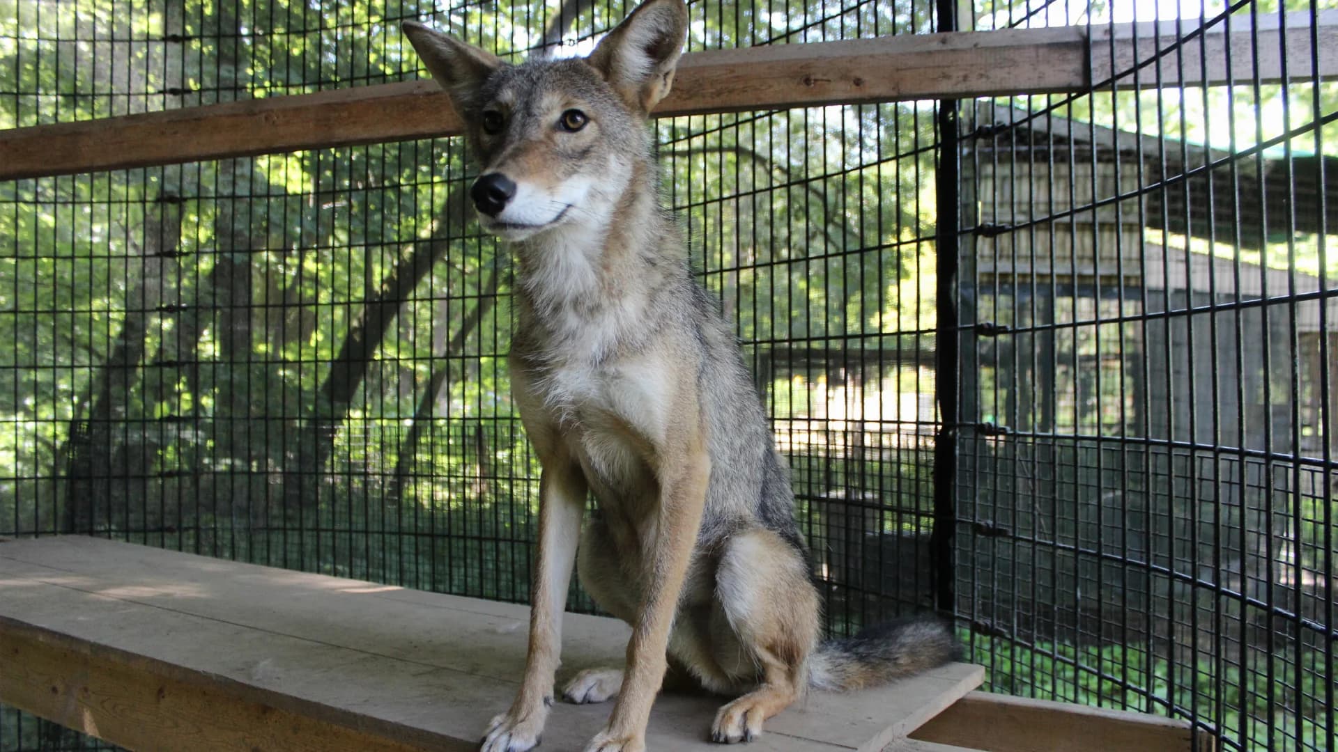 Denville Township issues public safety advisory for rabid coyote 