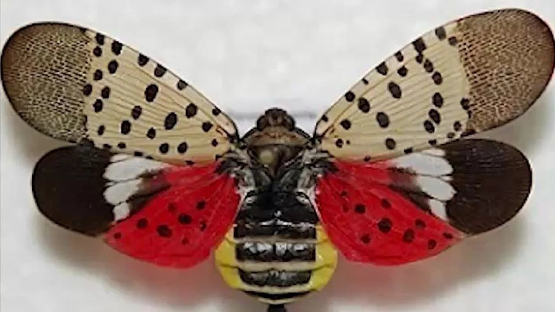 New Jersey adds 5 more counties to spotted lanternfly quarantine zone