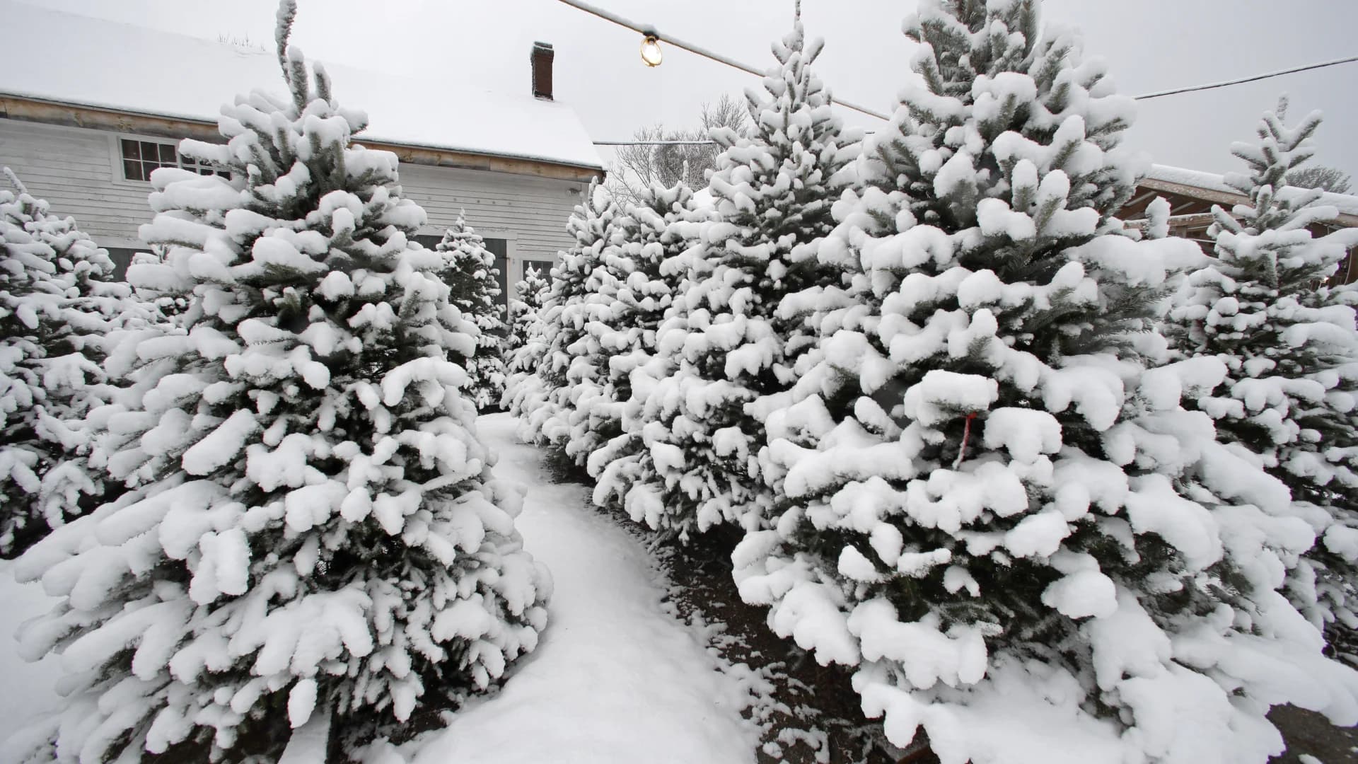 Guide: Christmas Tree Farms in New Jersey
