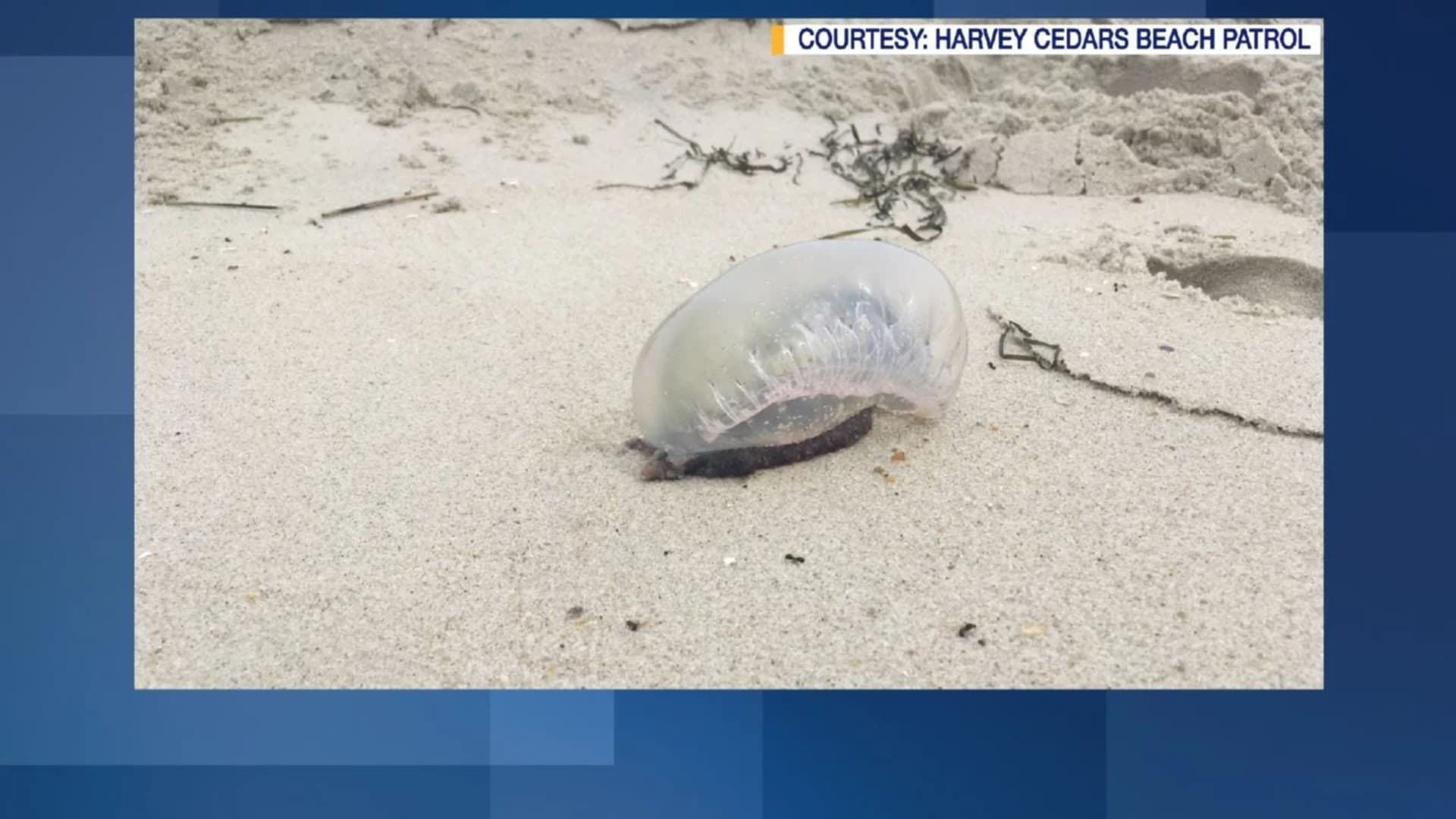 Portuguese man o’ war washes up on LBI