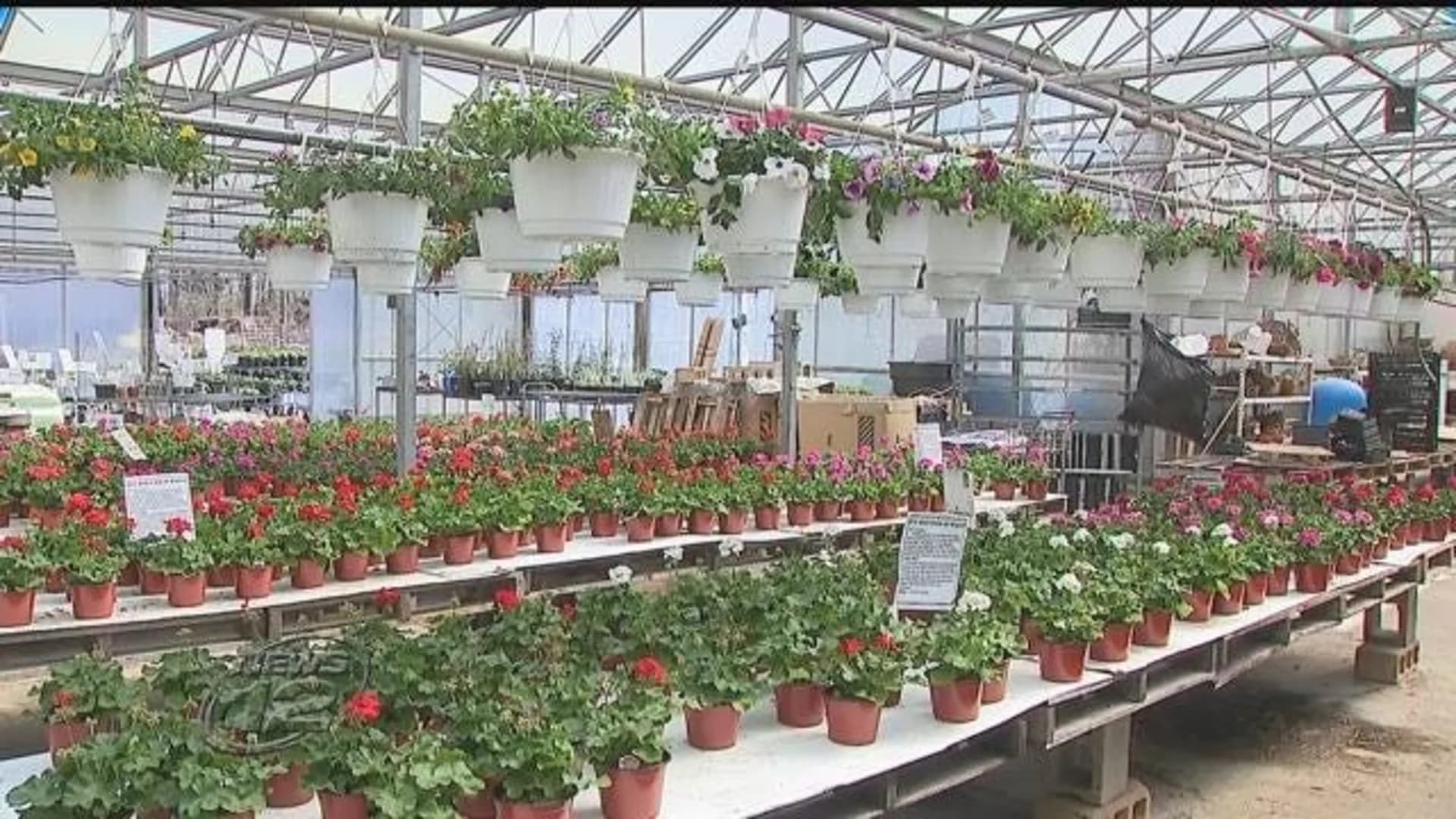 Weather whiplash could spell trouble for gardners