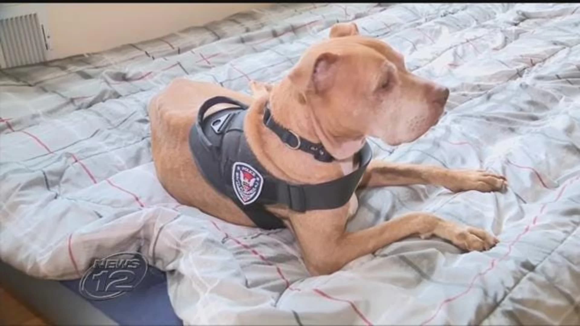 South Plainfield officer fosters dog that was found abandoned, starving